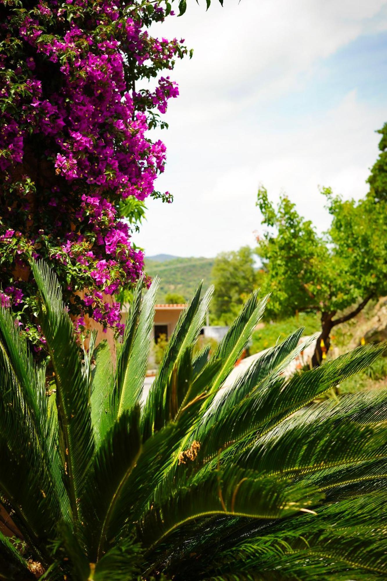 Villa Nais B&B Bormes-les-Mimosas Esterno foto